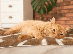 VetBed Fleece Pet Mat in Brown and Cream color with cat.