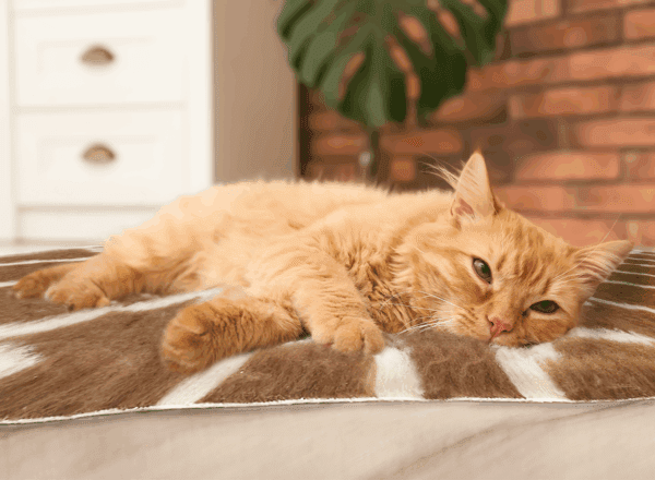 VetBed Fleece Pet Mat in Brown and Cream color with cat.