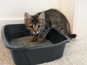 Van Ness Small Cat Pan – Compact Open Litter Box for Cats and Kittens