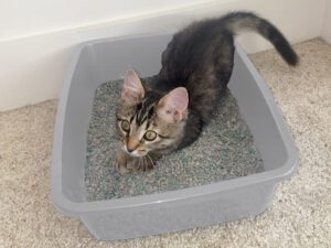 Van Ness Medium Cat Pan