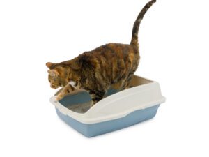 Large Cat Pan with Frame