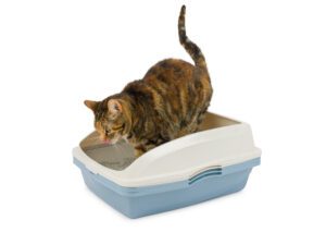 Large Sifting Cat Pan