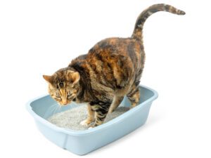 Van Ness Large Cat Litter Box