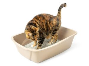 Van Ness Pets Giant Cat Pan