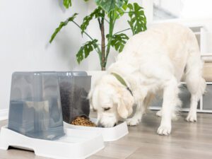 Large Auto Feeder & Waterer Set