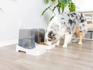 Medium Auto Feeder & Waterer Set