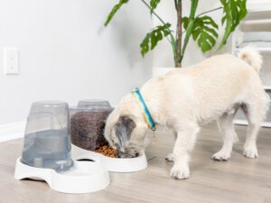 Small Auto Feeder & Auto Waterer Set