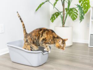 High Sides Large Cat Litter Box