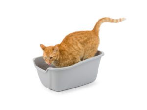 High Side Large Cat Pan