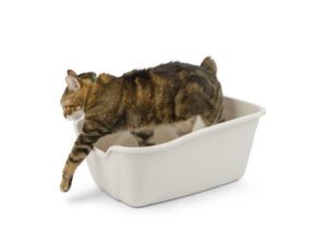 High Side Giant Cat Pan