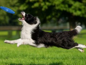 Toss 'N Catch Dog Disc